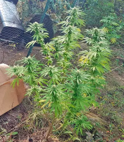 Northern Light regular (Nirvana Seeds) Cannabis-Samen