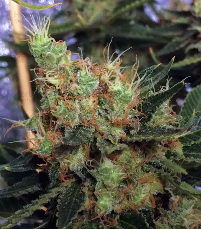 Orange Sherbert (Barney's Farm) Cannabis-Samen