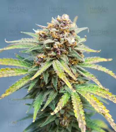 Runtz feminisierte Samen (Barney’s Farm)