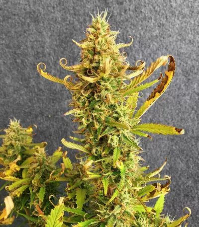 Runtz XL Auto Samen feminisiert (Sweet Seeds)