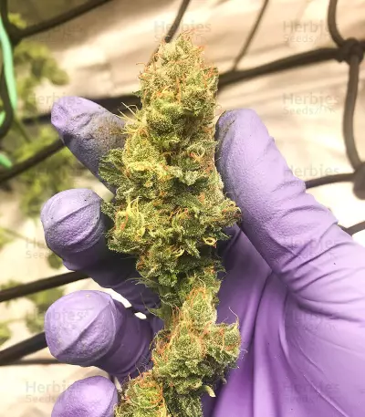 Sour Lemon OG Samen feminisiert (Emerald Triangle Seeds)