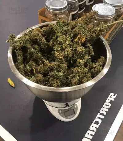 Blue Dream (BlimBurn Seeds) Cannabis-Samen
