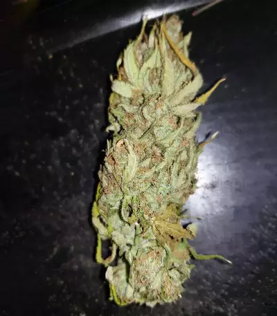 Blue Dream Feminized (Garden of Green)