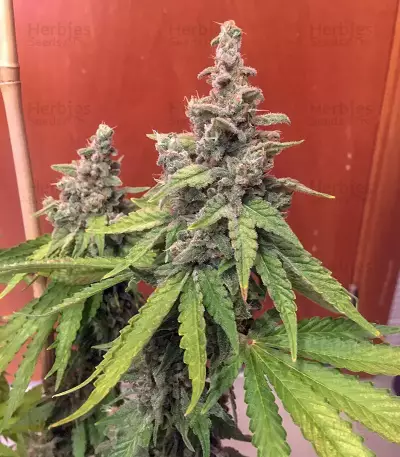 Bruce Banner #3 (BlimBurn Seeds) Cannabis-Samen