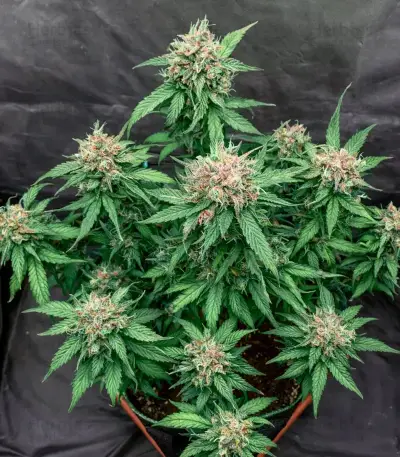 Diesel Matic Auto (Blackskull Seeds) Cannabis-Samen