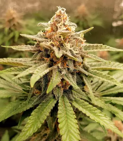 GG#4 Original Glue (Seedstockers) Cannabis-Samen