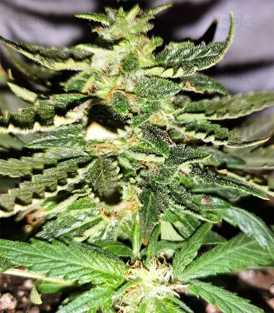 Gorilla Auto (GG#4 Original Glue Auto) (Expert Seeds) Cannabis-Samen