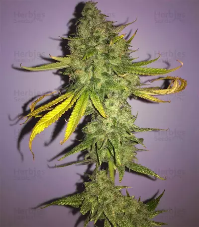 Gorilla Z (Big Head Seeds) Cannabis-Samen
