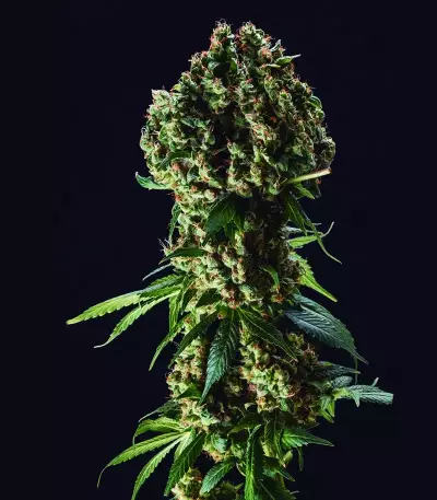 Granddaddy Purple feminisierte Samen (Blimburn Seeds)