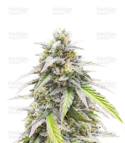 Lemon Cherry Gelato Auto R3 feminisierte Samen (Ethos Genetics)