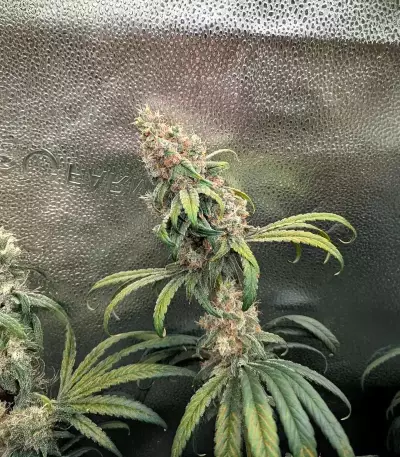 Mac N' Jack R1 feminisierte Samen (Ethos Genetics)