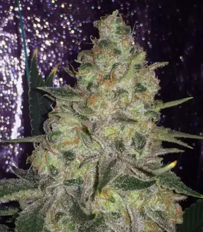 Pink Kush (Barney's Farm) Cannabis-Samen