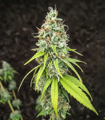 Purple Mango Kush feminisierte Samen (Delicious Seeds)
