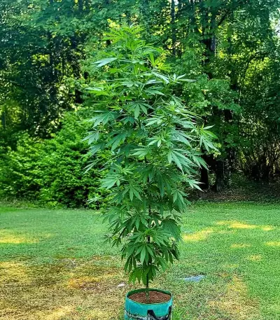 Rosetta Stone feminisierte Samen (Brothers Grimm Seeds)