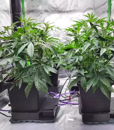 S.O.D.K Auto (Mephisto Genetics) Cannabis-Samen