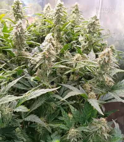 Sour Apple Autoflower feminisierte Samen (Humboldt Seed Company)