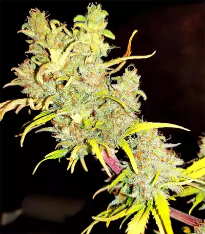 White Widow (Seedstockers) Cannabis-Samen