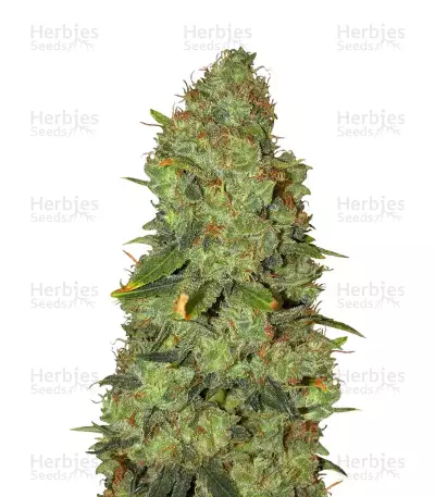 White Widow x Big Bud (Female Seeds)