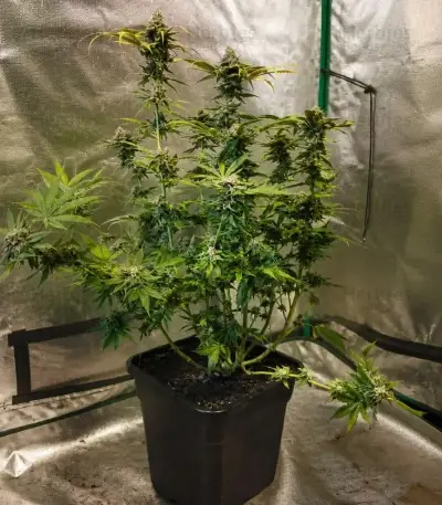 Wonder Pie (GHS)