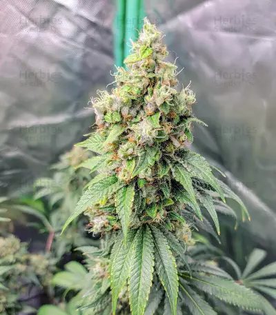 Sweet Zombie (Expert Seeds) Cannabis-Samen