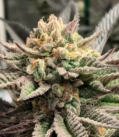 Deadhead OG (Cali Connection Seeds) Cannabis-Samen