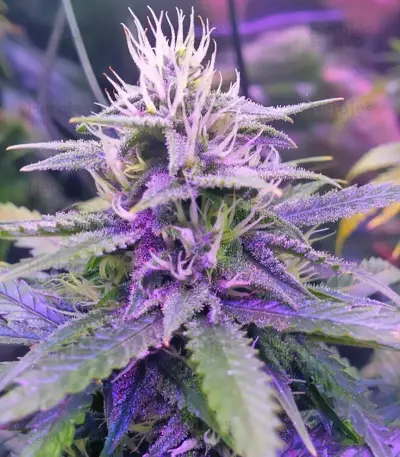 Tangerine Dream Auto (Barney's Farm) Cannabis-Samen