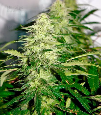Kryptonite strain