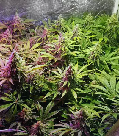 Cheese (Big Buddha Seeds) Cannabis-Samen