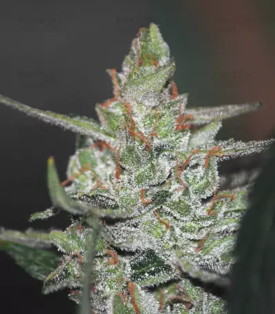 CBD Auto Compassion Lime (Dutch Passion) Cannabis-Samen