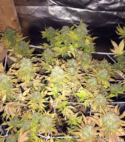 CBD Blue Shark (Barney's Farm) Cannabis-Samen