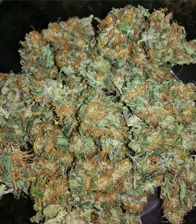 Chocolate Mint OG (Humboldt Seeds Organization) Cannabis-Samen