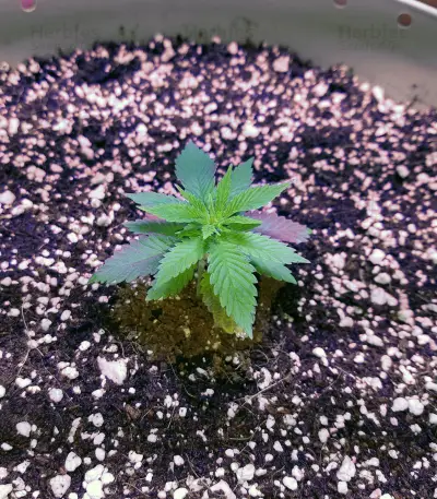Cookie Dawg (Big Head Seeds) Cannabis-Samen