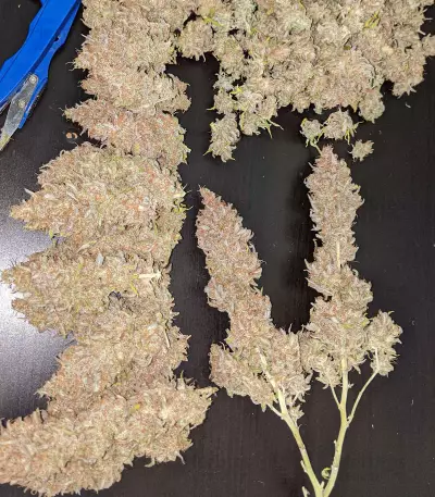 Critical Super Silver Haze (Delicious Seeds)