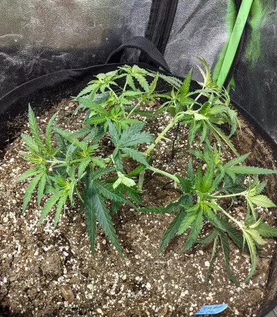 Critical Super Silver Haze (Delicious Seeds)