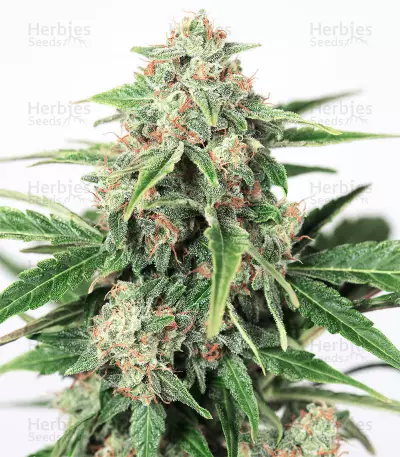 Dinamed CBD Autoflowering (Dinafem Seeds) Cannabis-Samen