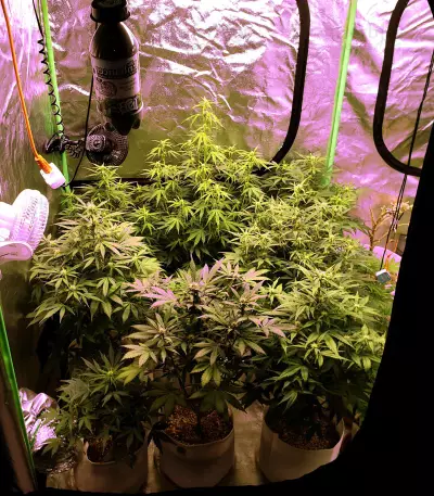 Gelato Auto (Original Sensible Seeds) Cannabis-Samen
