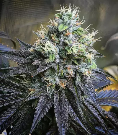Josh D OG (Karma Genetics) Cannabis-Samen