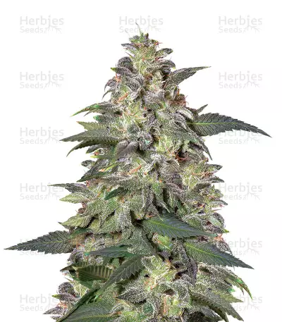 Magic Bud (Paradise Seeds) Cannabis-Samen