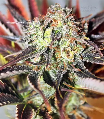 Nepal Jam regular (Ace Seeds) Cannabis-Samen