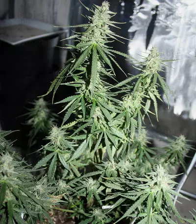 Northern Light x Big Bud Early Harvest (World of Seeds) Cannabis-Samen