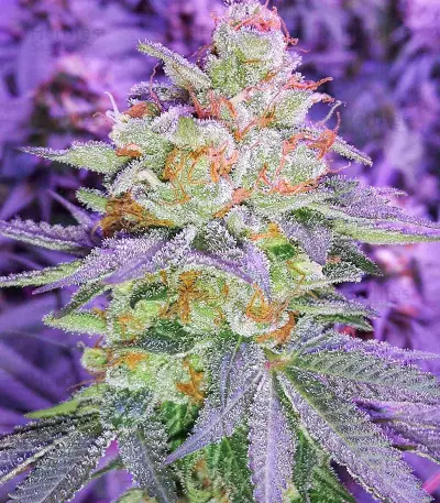 Pina Rita regular (TGA Subcool Seeds / SubCool’s The Dank) Cannabis-Samen