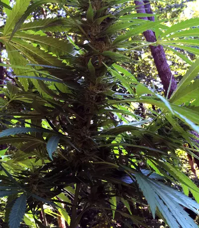 Pineapple Punch regular (Flying Dutchmen) Cannabis-Samen