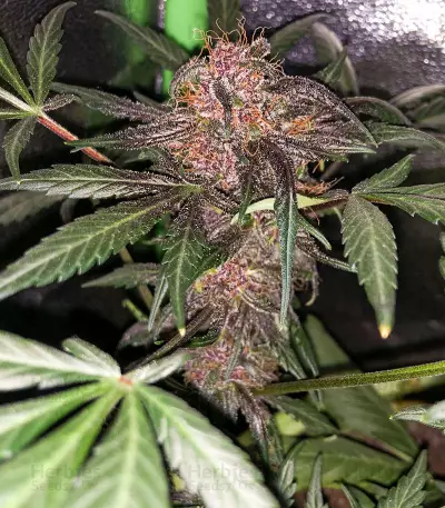 Purple Lemonade Auto feminisierte Samen (Fast Buds)