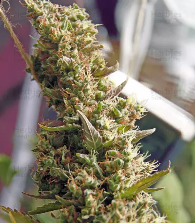 Silver Bubble (Reserva Privada) Cannabis-Samen