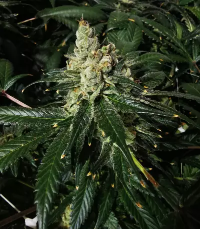 Sour Diesel (BlimBurn Seeds) Cannabis-Samen