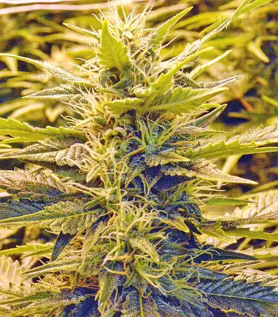 Sour Hound F2 Auto (Mephisto Genetics) Cannabis-Samen
