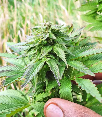 Super Skunk Autoflower (Seedstockers) Cannabis-Samen