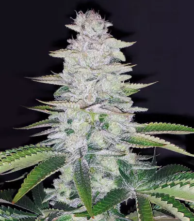 Tha Melon Regular (Karma Genetics) Cannabis-Samen
