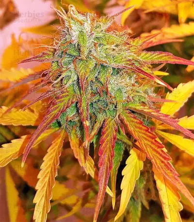 Triangle Kush Auto (Mephisto Genetics) Cannabis-Samen