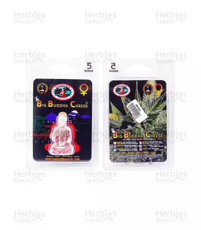 Cheese (Big Buddha Seeds) Cannabis-Samen
